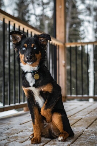 Nature,, Canine, Dog, Mammal, Pet, Puppy, Wood