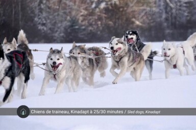 Québec, Nature, Outdoors, Canine, Dog, Pet, Snow