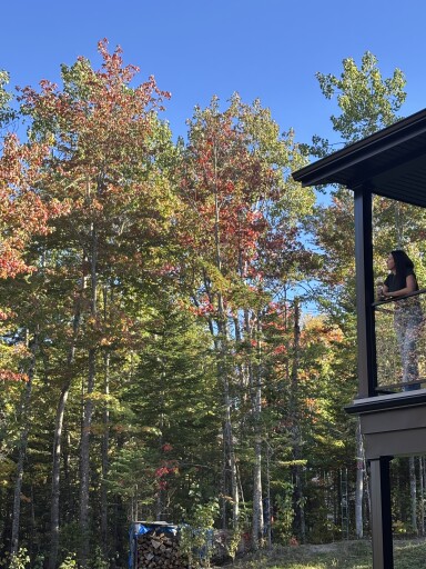Canada, Arbre, Abri, Bosquet, Végétation, Paysage, Personne